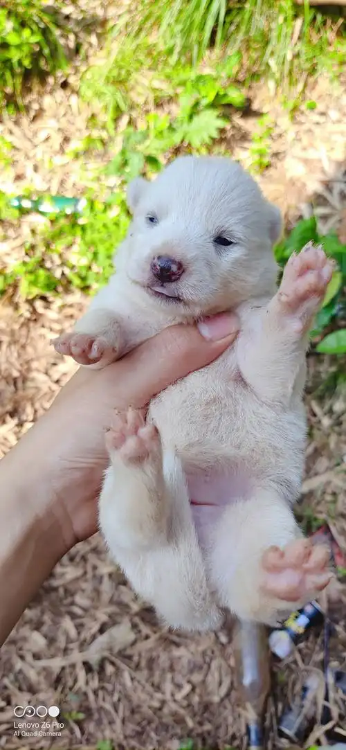 刚出生的中华田园犬罕见的纯白色它不知道它的命运是怎样的也不知道