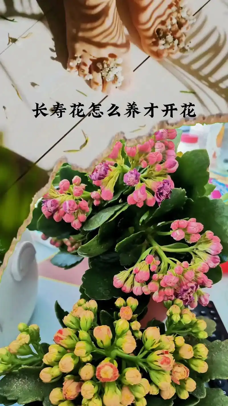 长寿花怎么养才开花.#花卉绿植 #养花小知识 #长寿花  - 抖音