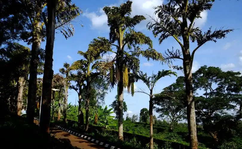 东非特色植物,-行摄非洲