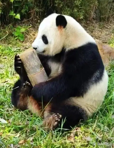 广州动物园熊猫叫什么?你一定想知道它们的名字和特征!