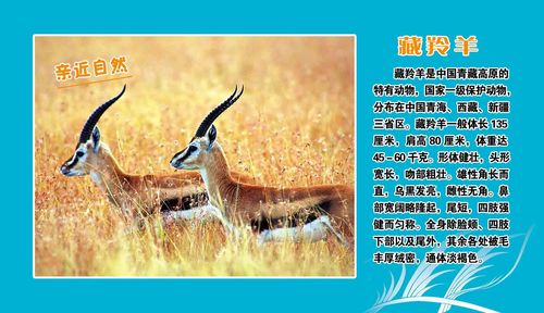海报印制208海报展板素材(制作)5382亲近自然藏羚羊