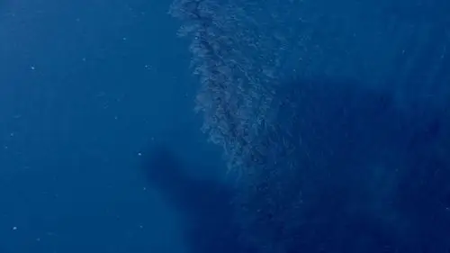 桑吉号油污扩散达332平方公里,东海的鱼还能吃吗?