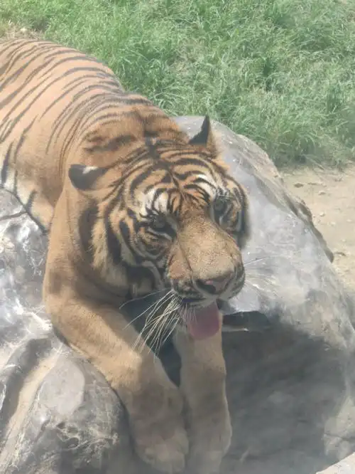 老虎真的好可爱啊