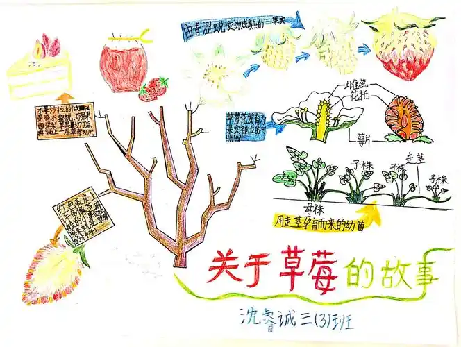 请欣赏草莓的故事