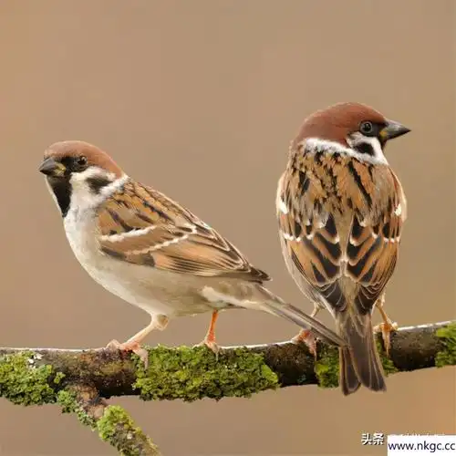 麻雀图片大全大图漂亮(麻雀图片高清大图)-优优宠物网