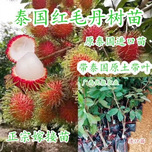 泰国红毛丹树苗双季结果7号毛荔枝 盆栽韶子南方种植当年结果包邮
