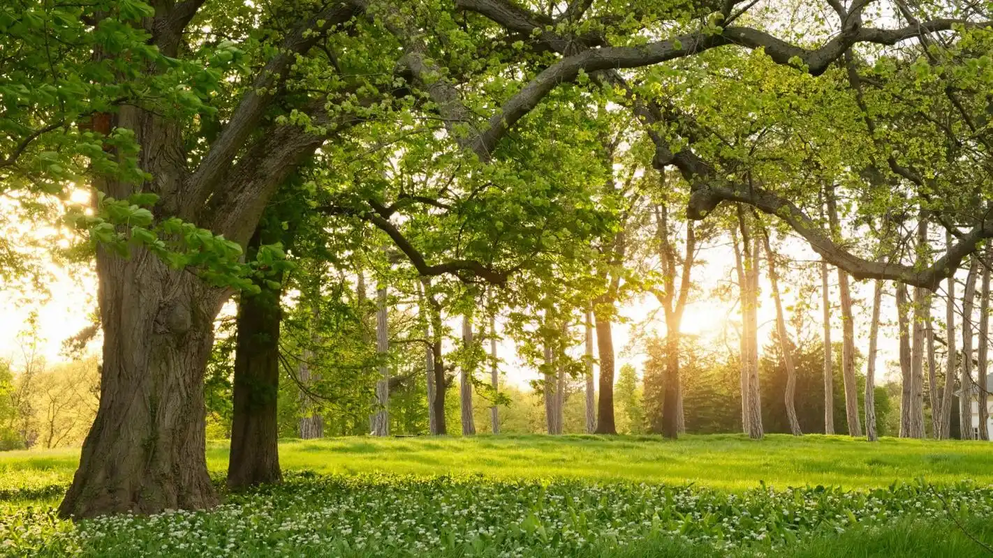 清新自然的绿色树木高清桌面壁纸下载高清大图预览1920x1080_风景壁纸