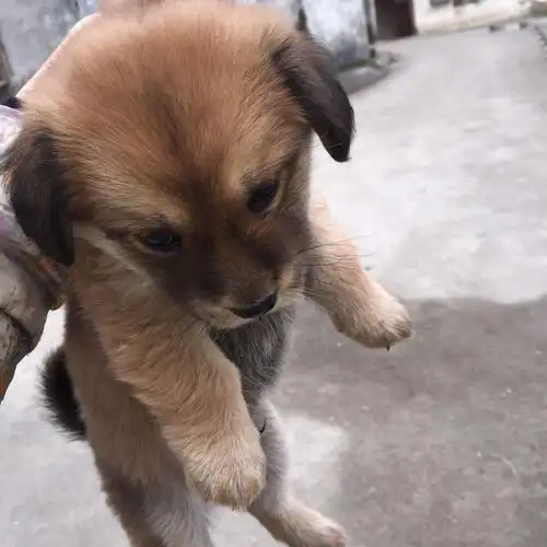 lv8 擅长:网络游戏 向ta提问私信ta  展开全部 中华田园犬,俗称笨狗