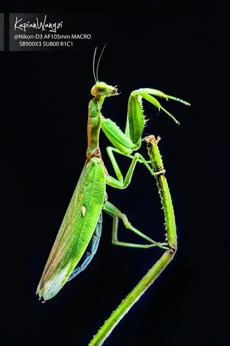 p>学名螳螂,亦称 a href="#" data-lemmaid="5807591">刀螂 /a>, a