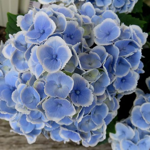 绣球蒙娜丽莎花苗盆栽白色锯齿齿边可调调色大花时令草本花卉