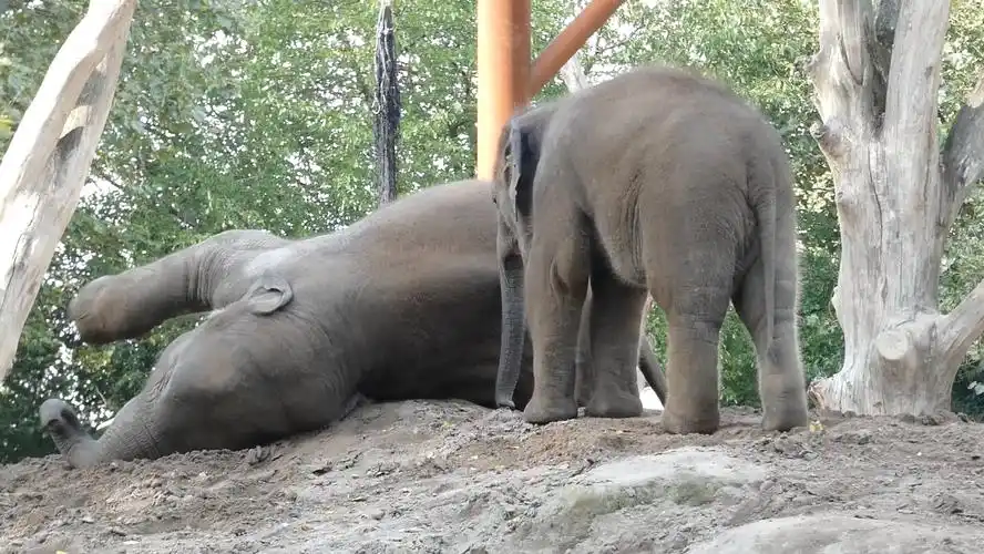 【elephant radjik and maxi】蛄蛹～蛄蛹