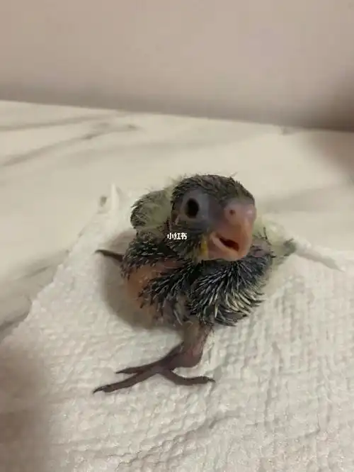 可可日常照原始灰玄凤