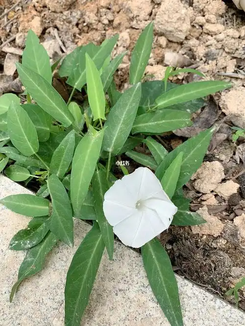 头一次看见开花#空心菜