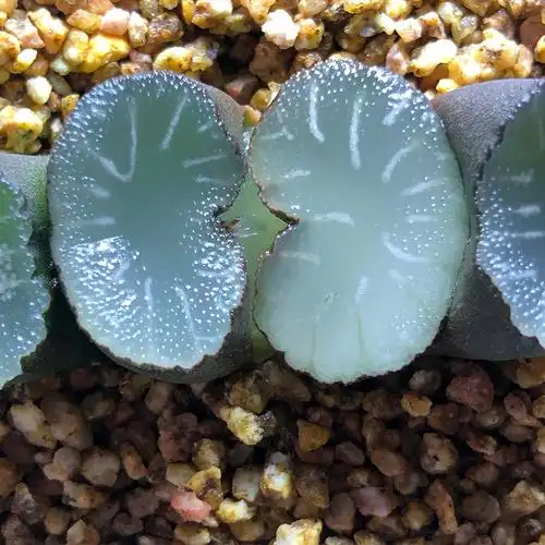 富强花卉白亚玉扇铭品玉扇一物一拍多肉植物纹路多肉植物