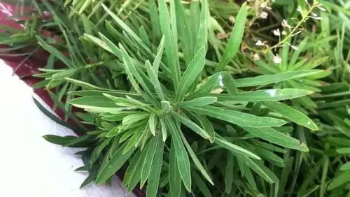临沂有叫猴子眼草的.有图片.看着不是泽漆.据说是药草可治病