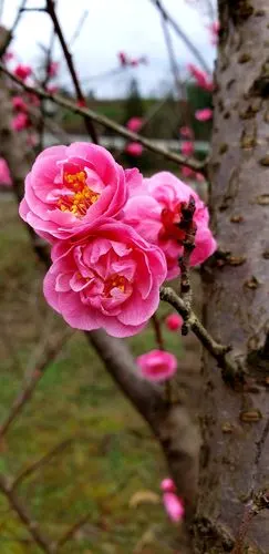 《春天最美的花》又是一年春来道…有一种花总是开得早,开得艳.