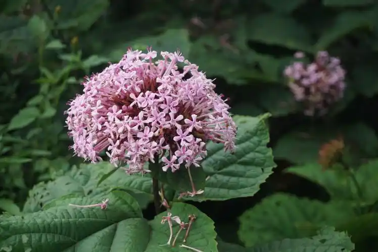 【野花】臭牡丹