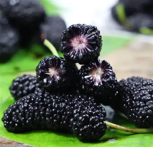 春天的美味品味桑葚的酸甜与营养探寻桑葚的魅力与健康益处