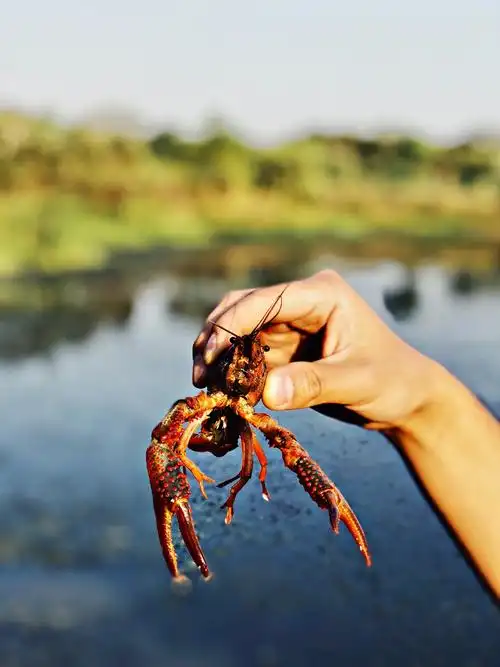 抓龙虾