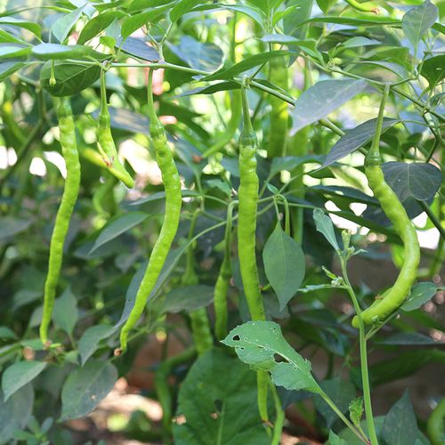 密水农家自种杭椒新鲜皮薄味浓时令蔬菜食用辣椒