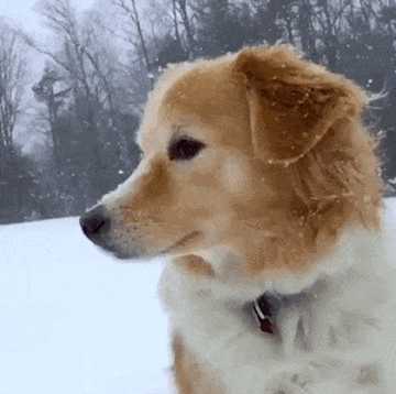 狗子是经历了什么是,这双眼睛似乎看淡人世间的一切!