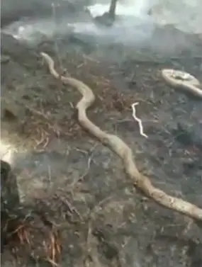 印尼山火肆虐"蟒蛇王"被烧至焦黑全身僵硬(图)|蟒蛇|巨蟒_新浪新闻