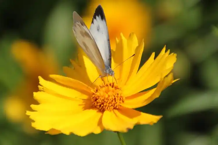 【春天花正开,蝶舞蜂飞摄影图片】江洋畈生态摄影_享受大自然_太平洋