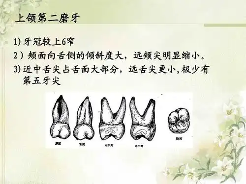 上颌第二磨牙 1)牙冠较上6窄 2)颊面向舌侧的倾斜度大,远颊尖明显缩小