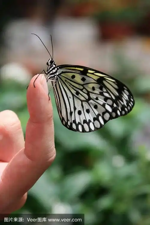 休息的蝴蝶坐在指尖上(特写)