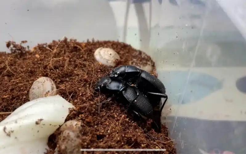 活动作品麻步甲交配高清360度展示