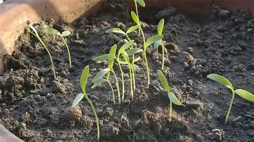 香菜生长记录(10-28幼苗)