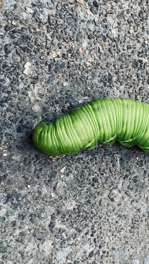 烟草天蛾·幼虫—大自然弱小生命的微妙生活 烟草天蛾是一种常见的