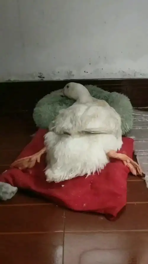 【搞笑】鸭子也会撒娇吗?来看它的小动作吧!