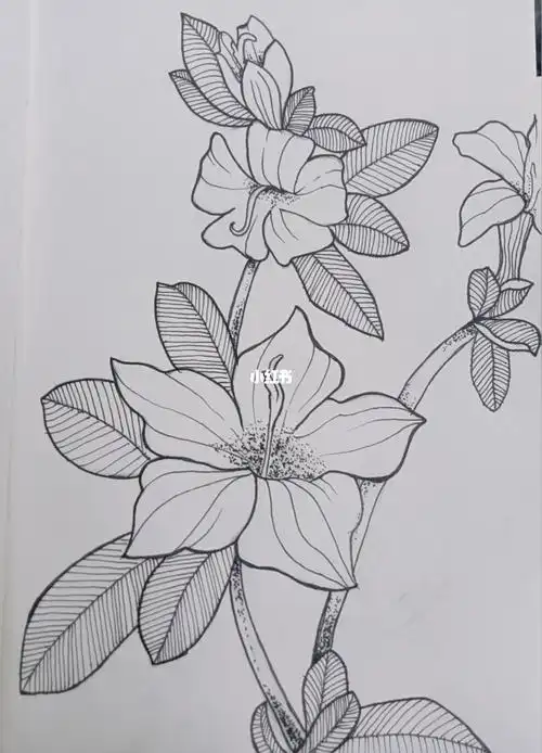 控笔练习第56天六月雪又名满天星