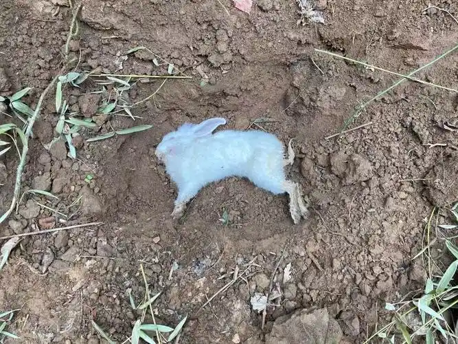 但是兔子今天早上死了,在县城我爷爷家的院子里,我刨了个坑把兔子埋到