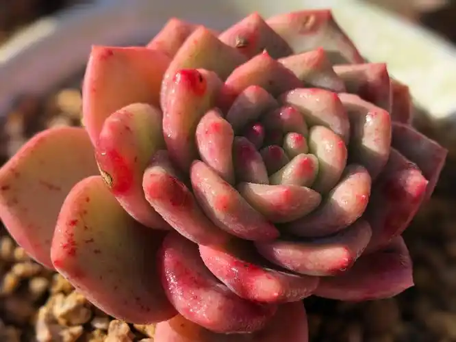 多肉最美季,养肉人日常闲记!