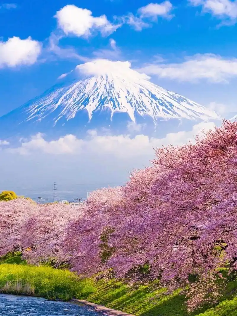 樱花季时节的富士山下,那种美无不让令人动容.