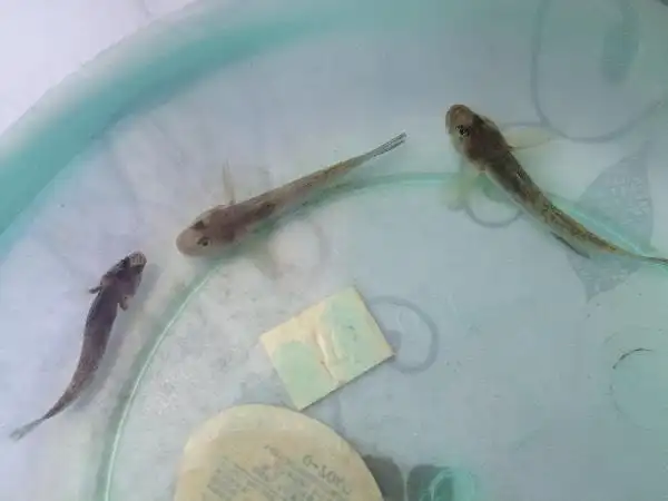 肚子上有吸盘,总贴壁游,是清道夫么?