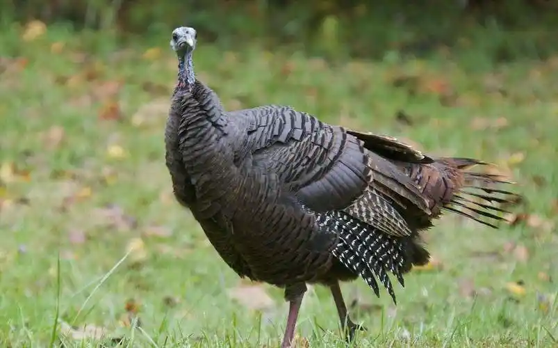 美国感恩节吃掉4500万只火鸡美国感恩节每年吃掉多少只火鸡