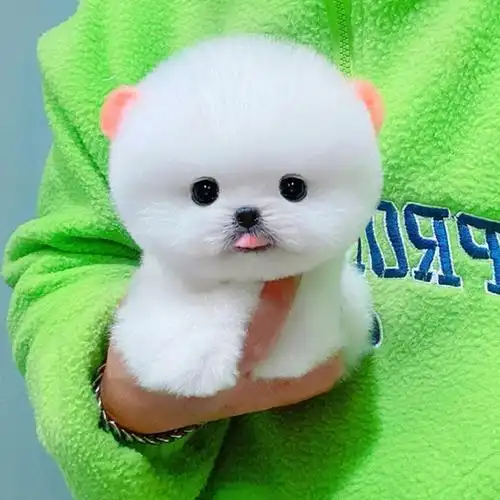 00折后价￥10纯种博美犬幼犬活体长不大茶杯犬白色博美俊介小型犬家养