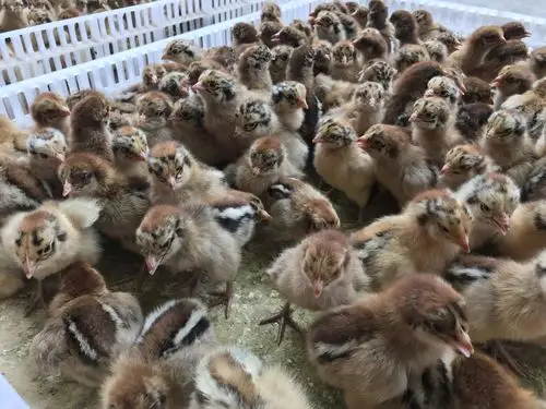 青脚麻鸡苗 厂家直销 假一赔十