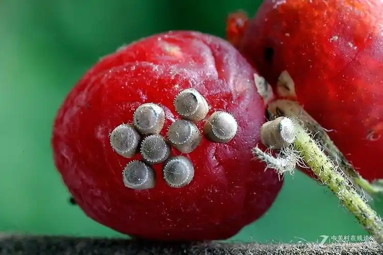 多姿多彩的蝽卵