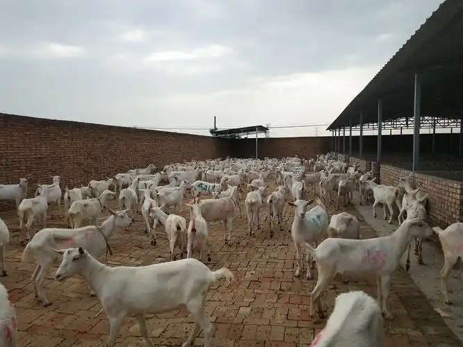 2胎羊—陕西富平奶山羊,富平奶山羊,羊同学,陕西关中奶山羊,富平奶