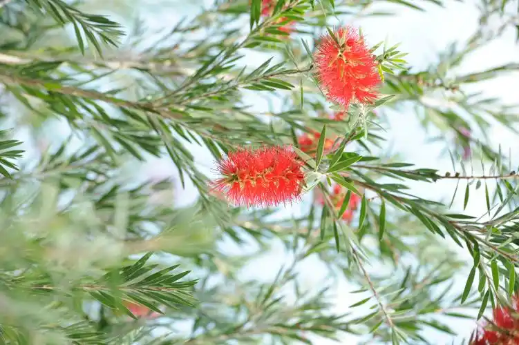 2020年冬季在新型冠状病毒影响下,西双版纳之行成了异地蜗居,院内花树