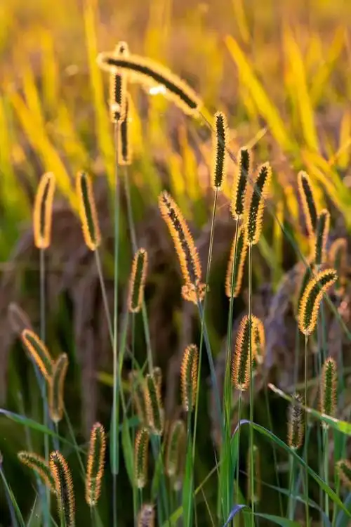 江淮文学┃野草作者邵风诵读袁中帮