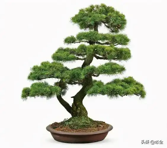五针松盆景制作及养护全要素