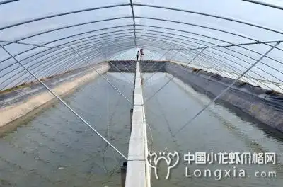 大棚:反季节养殖小龙虾案例