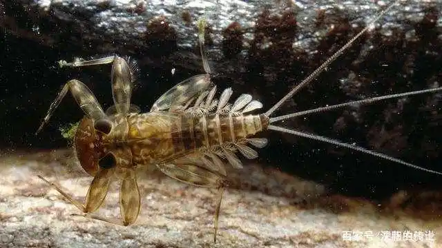 蜉蝣的幼虫
