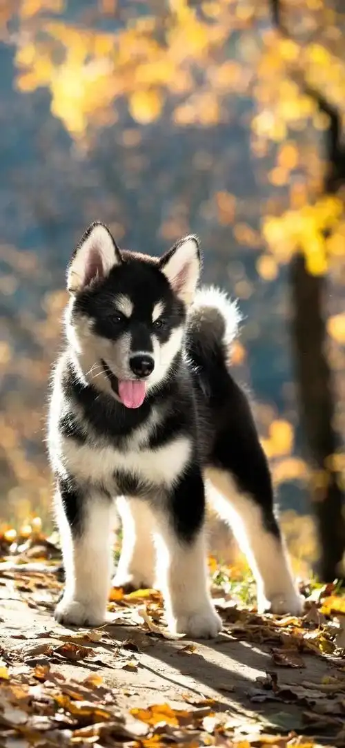 1,茶杯犬图片(茶杯犬图片大全大图)