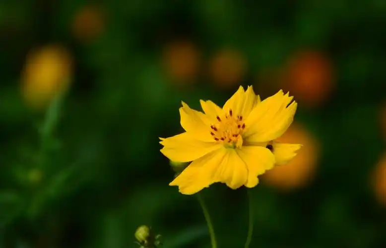 福寿菊——2015.09.25 .上 (3).jpg